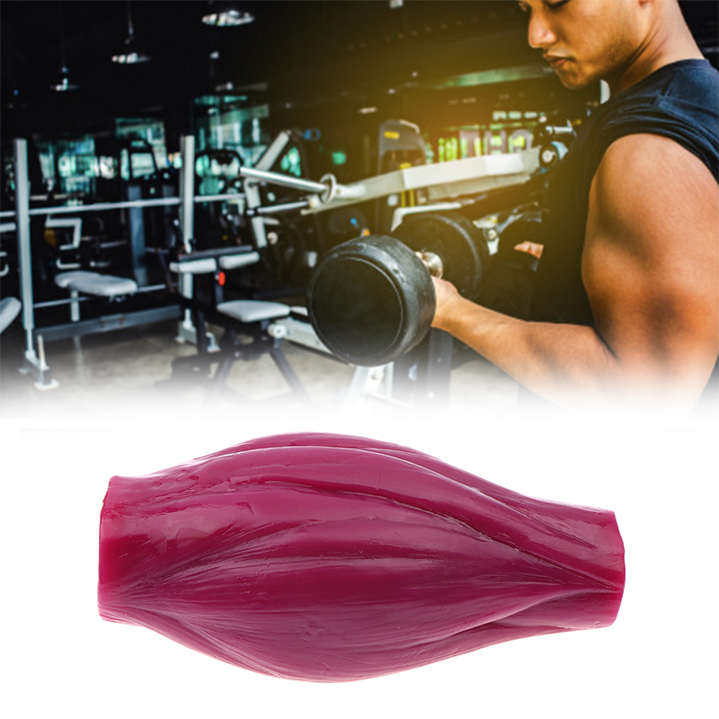 Nutrition Fitness Center - กล้ามเนื้อ 1 ปอนด์เพื่อการรักษาสมรรถภาพและแรงจูงใจในการลดน้ำหนัก แบบจำลองสำหรับหลักสูตรโภชนาการและวิทยาศาสตร์ และศูนย์ออกกำลังกาย
