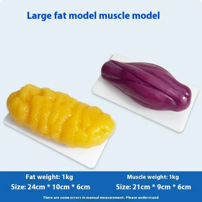 แบบจำลองกล้ามเนื้อและไขมันของม - Nutrition Fitness Center บทวิจารณ์และราคา